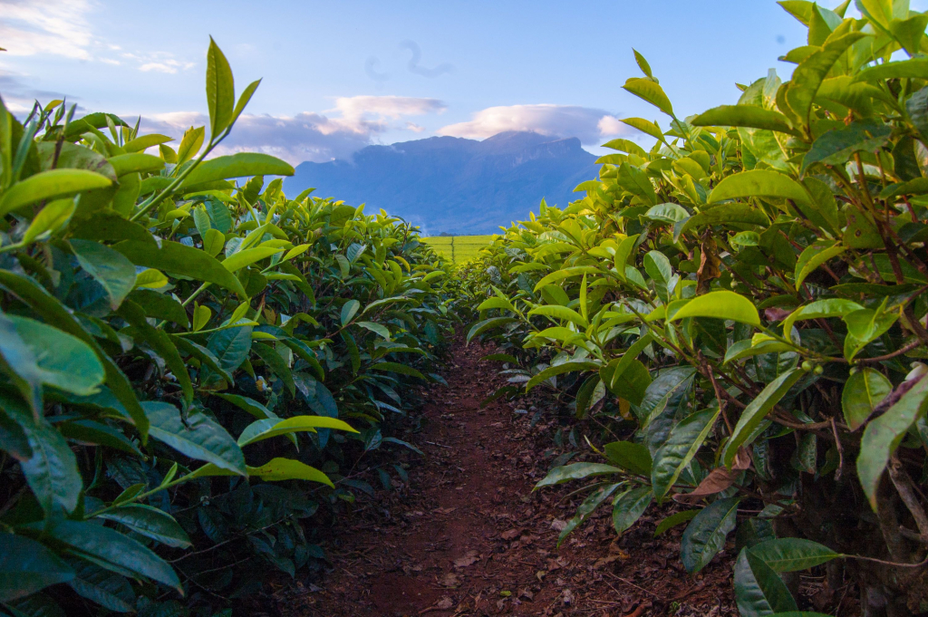 плантация в Южной Америке